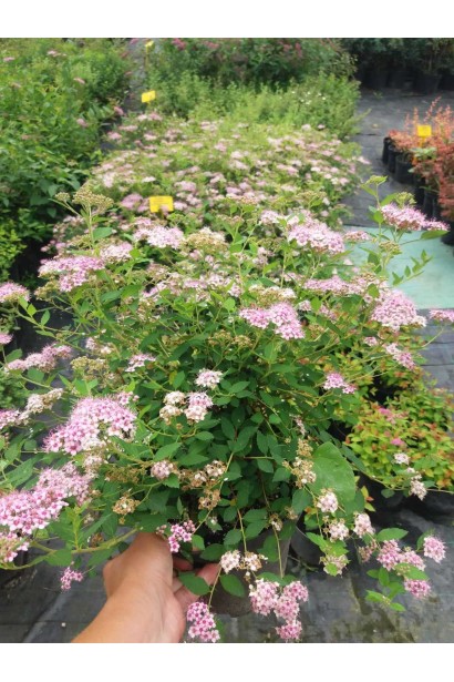 Спірея японська Літл Принцесс (рожева) - 3-5л/вис.25-35см/Ø20-30см/(muscle)4роки 